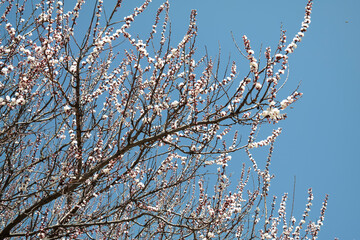 Blooming apricot tree in Tbilisi, Georgia.