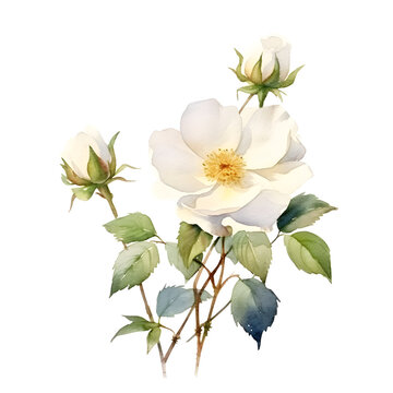 Beautiful realistic watercolor white rose hip flower plant isolated on white background. Closeup botanical watercolor painting of a white wild rose for a poster, postcard, stationery paper