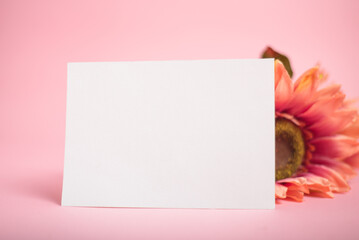 Blank postcard with flowers on pink background. Model.