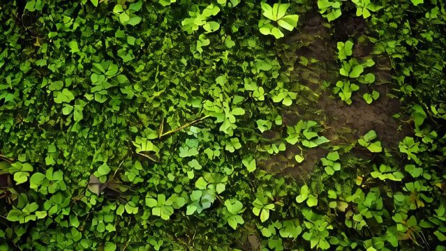 Brick wall is completely covered with bright green ivy leaves. The leaves are glossy and vibrant. Between the leaves, the old brick wall peeks through. 