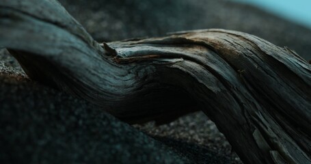 Weathered Driftwood Texture on Coastal Sands. Close-up, shallow dof.
