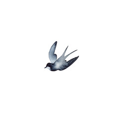 Swallow, martlet. Clear white sky, bird in natural habitat. Barn swallow flying, wings spread. Hirundo rustica on white background. Wildlife. Tattoo design, watercolor art, wild animals, free
