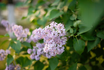 Obraz premium Branches of a blooming lilac