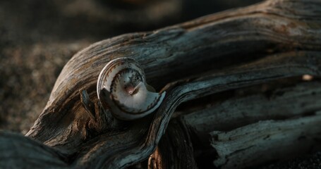 Still life with a shell and Driftwood on Sandy Beach. Close-up, shallow dof.