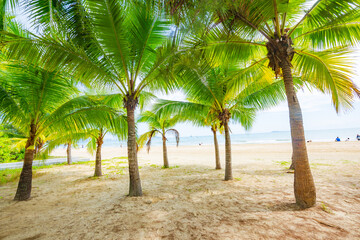 Coconut forest beach scenery at Coconut Dream Corridor in Sanya, Hainan, China