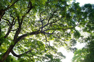 Mixed forest, green deciduous trees The rich natural ecosystem of the rainforest concept is about conservation and natural reforestation.