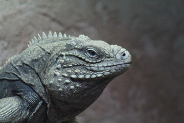 Poertrait eines Leguan