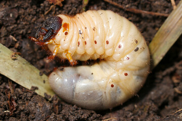 自然な森林土壌の中で大きく成長する日本のカブトムシの幼虫の頭部アップ（自然光＋ストロボマクロ撮影）
