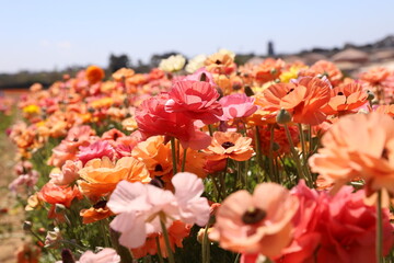 pastel ranunculus