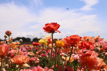 pink ranunculus 