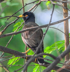Common Myna