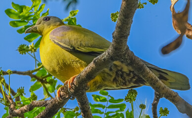 Yellow-footed green pigeon - Powered by Adobe