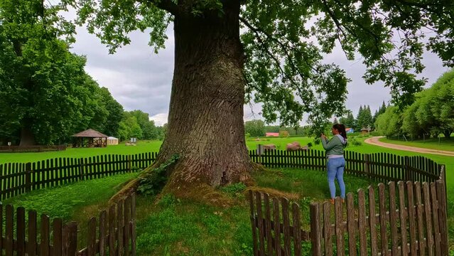 Young woman photograph protected gigantic tree in national park using smartphone