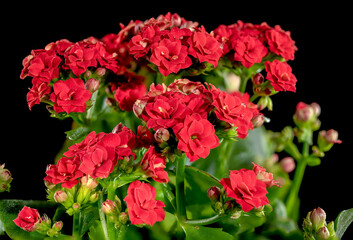Red kalanchoe flowers on a black background