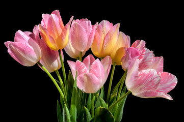 Pink tulips flowers on a black background