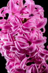 Pink Hyacinth flower on a black background