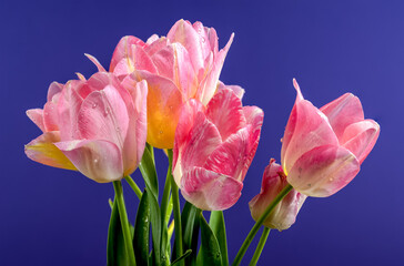 Pink tulips flowers on a blue background