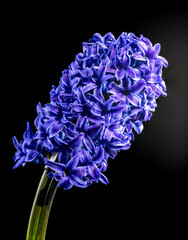 Purple Hyacinth flower on a black background