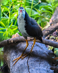 White-breasted Water Hen