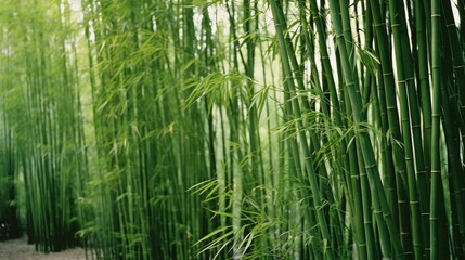 Elegant bamboo stalks standing tall