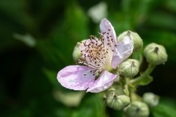 Wild Blackberries growing during springtime in Europe