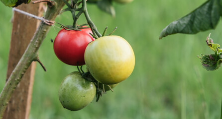 Growing of tomatoes in the garden. Tied plant. Stages of vegetable ripening: red, yellow, green....
