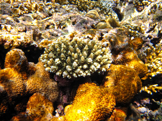 Red Sea coral reef and its beautiful inhabitants