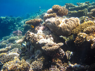 Red Sea coral reef and its beautiful inhabitants