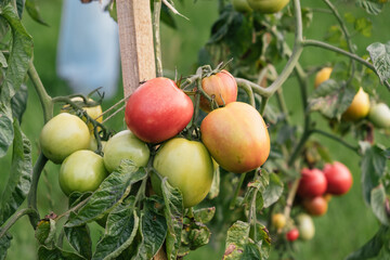 Growing of tomatoes in the garden. Tied plant. Stages of vegetable ripening: red, yellow, green. Small harvest due to drought and poor soil. Ecological problem and hunger concept. Copy space