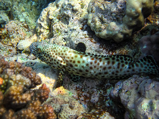 Red Sea coral reef and its beautiful inhabitants