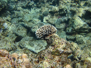 Red Sea coral reef and its beautiful inhabitants