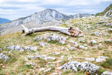 Weathered log lying on a rocky alpine meadow with mountain backdrop