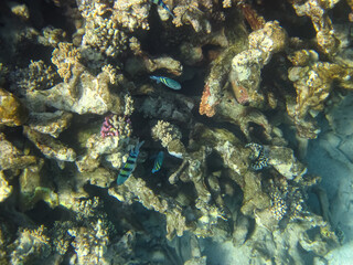 Fototapeta na wymiar Red Sea coral reef and its beautiful inhabitants