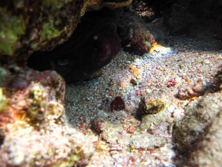 Red Sea coral reef and its beautiful inhabitants