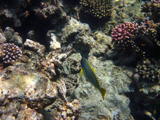 Red Sea coral reef and its beautiful inhabitants