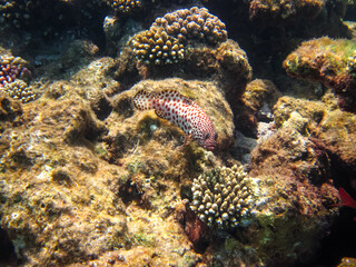 Red Sea coral reef and its beautiful inhabitants