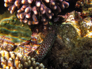 Red Sea coral reef and its beautiful inhabitants