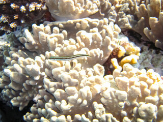 Red Sea coral reef and its beautiful inhabitants