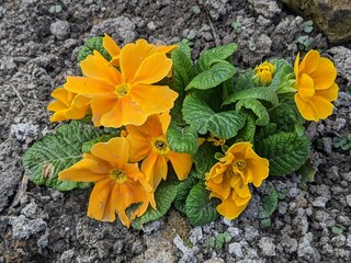 Bunch of yellow primula veris plants growing from soil in the garden. Primula veris closeup.