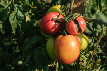 Cracked tomatoes. Poor harvest. Vegetables affected by pests. Disease spots. Sick plant. Drought, crop overflow. Ecological problem and hunger concept. Close-up