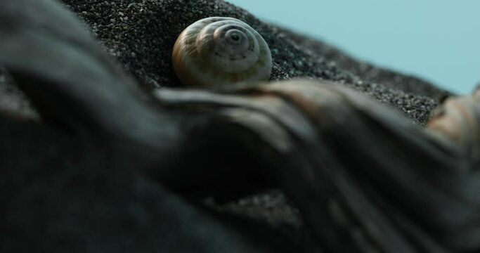 Still life with a shell and Driftwood on Beach. Close-up, shallow dof.