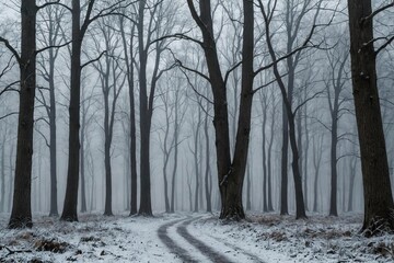 Frozen and mysterious oak forest in a foggy day in winter.