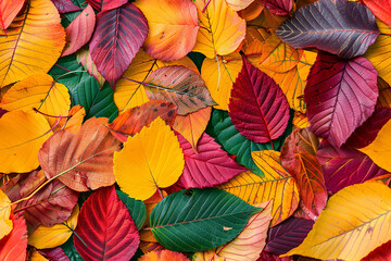 Autumnal leaf collage, seamless warm fall foliage pattern