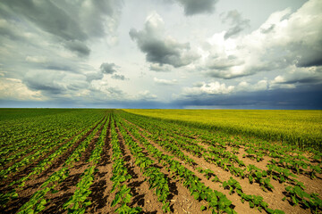 Young sunflower plants growing in neat rows on a vast farm, with a dark, dramatic storm cloud overhead