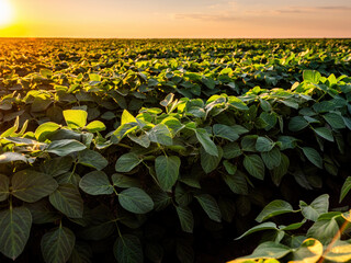 Golden light bathes a soybean crop, highlighting the green leaves and fertile soil