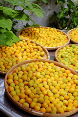 Group of basket fresh yellow ripe apricot, a tropical fruit at Vietnam North rich vitamin, nature medicine and good for health