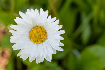 A white flower. Chamomile. Gardening. A greeting card