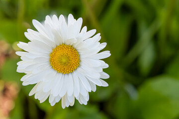 Fototapeta premium A white flower. Chamomile. Gardening. A greeting card