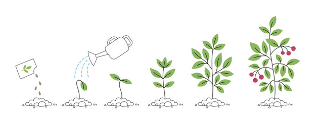 Plant with berries growth stages. Watering can. Seedling development stage. Vector editable illustration.