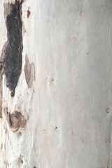 Obraz premium Eucalyptus tree bark texture, Bark of eucalyptus tree, seamless texture, a eucalyptus tree bark texture background image